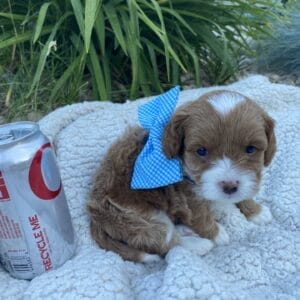 Oreo - Micro Cavapoo Boy