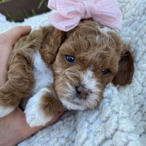 Nilla - Micro Cavapoo Girl