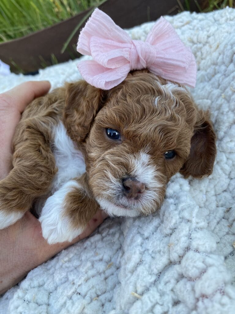 Nilla - Micro Cavapoo Girl