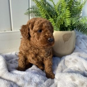 Sunny - Toy Goldendoodle Girl