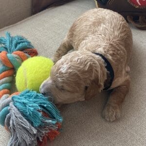 Boston - Micro Goldendoodle Boy