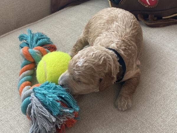 Boston - Micro Goldendoodle Boy
