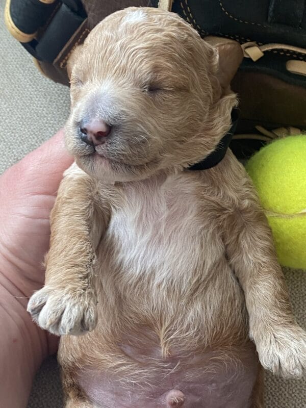 Boston - Micro Goldendoodle Boy - Image 18