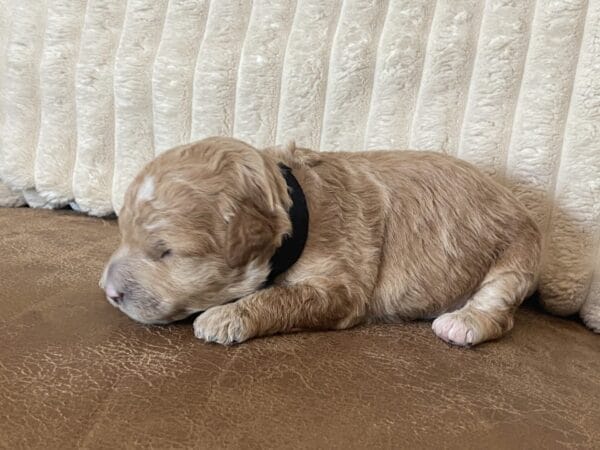 Boston - Micro Goldendoodle Boy - Image 19