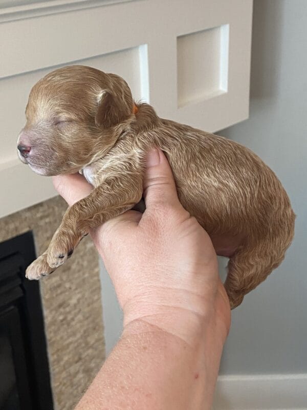 Tucker - Micro Goldendoodle Boy - Image 20