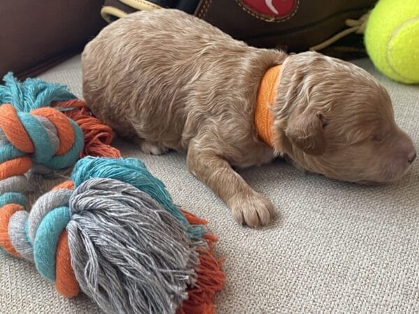 Tucker - Micro Goldendoodle Boy