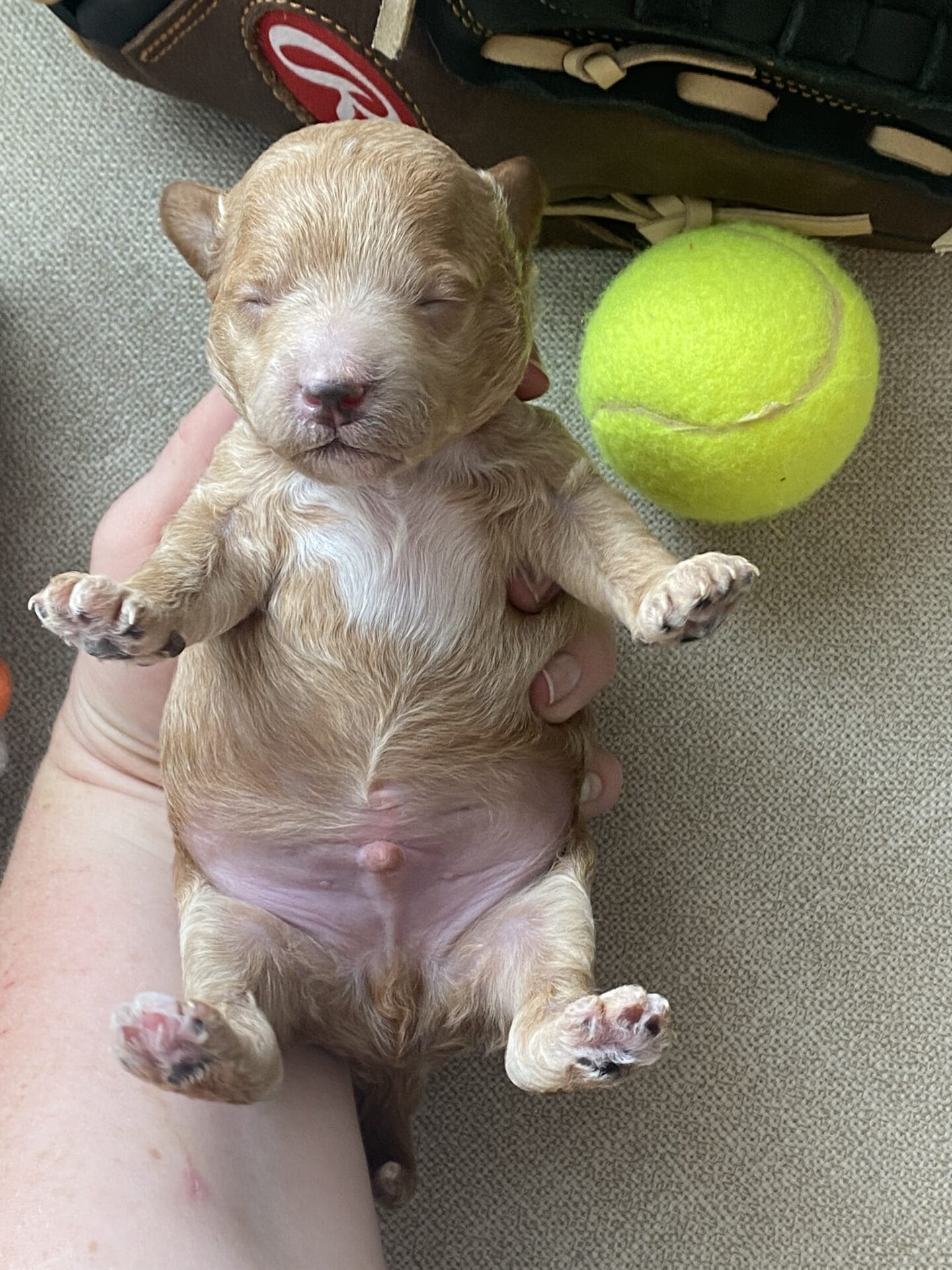 Tucker - Micro Goldendoodle Boy - Image 23