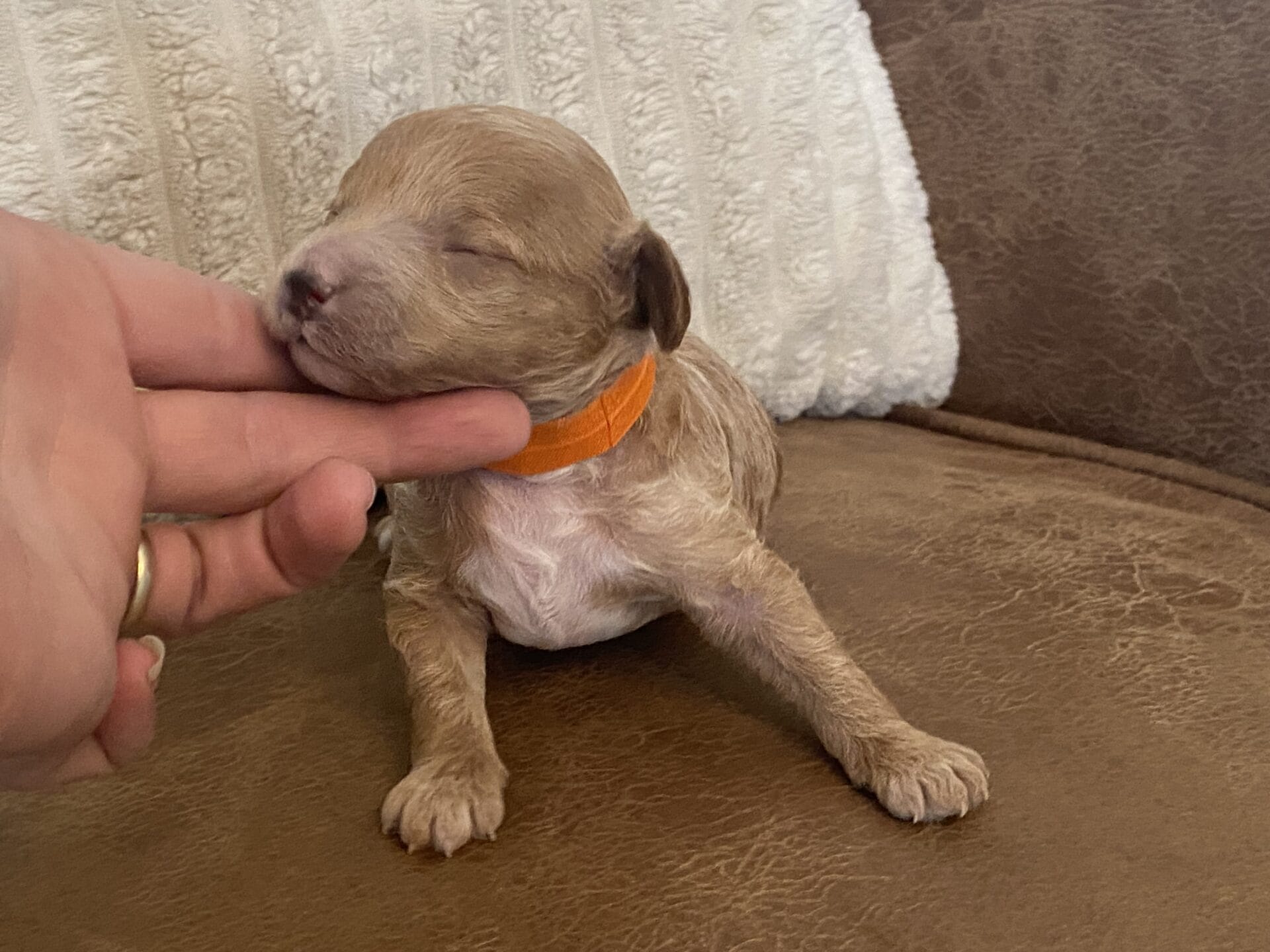 Tucker - Micro Goldendoodle Boy - Image 24