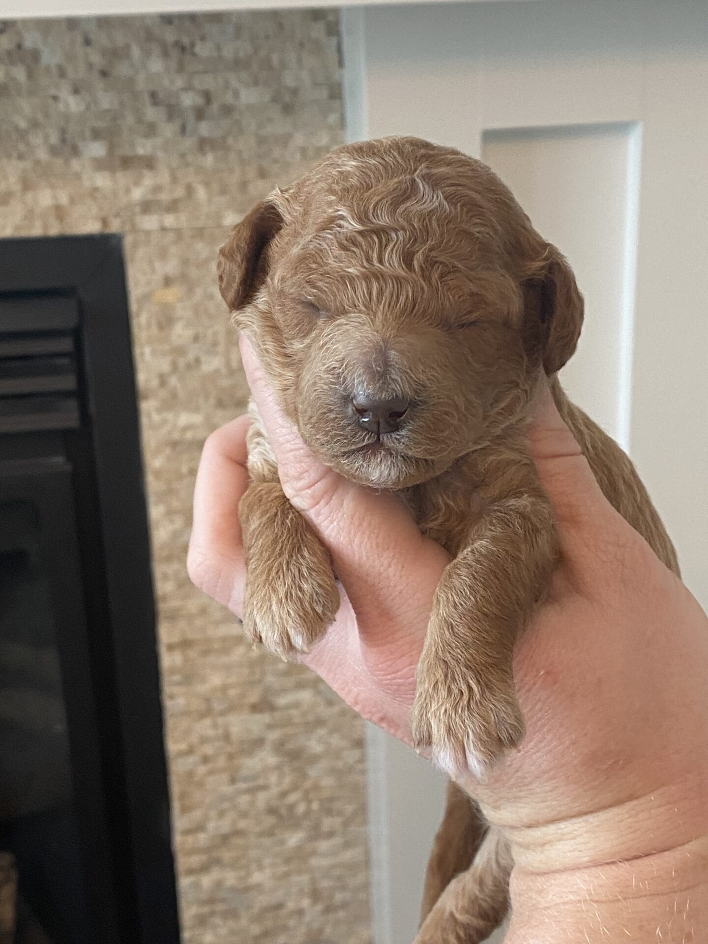 Duke - Teacup Goldendoodle Boy - Image 16