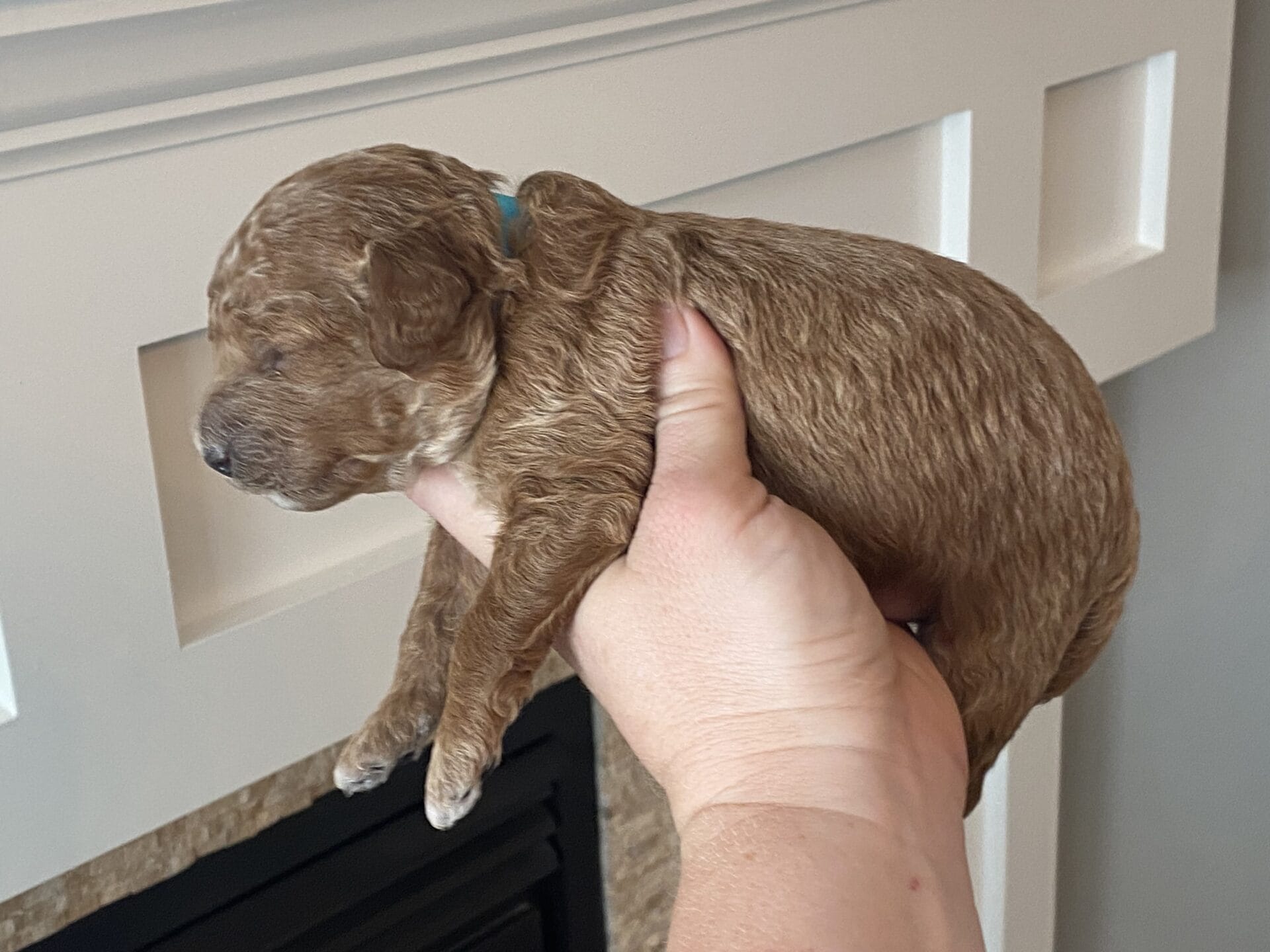 Duke - Teacup Goldendoodle Boy - Image 17