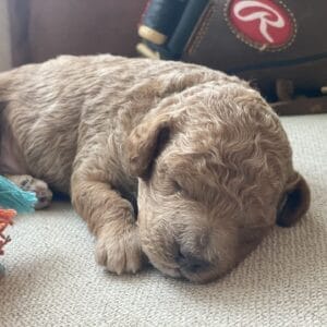 Duke - Micro Goldendoodle Boy