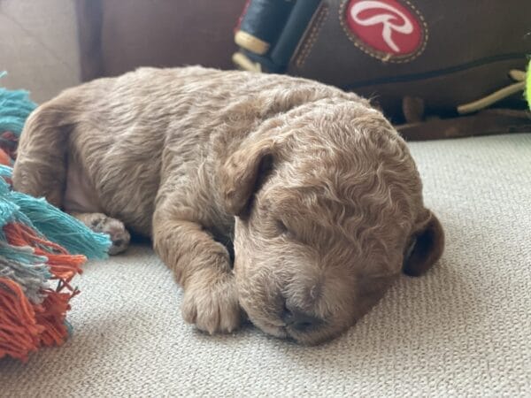Duke - Micro Goldendoodle Boy