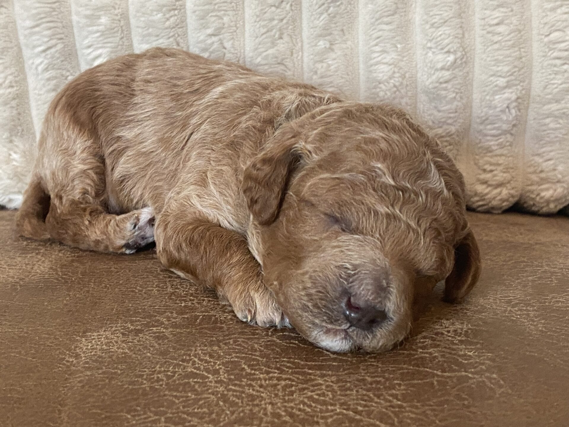 Duke - Teacup Goldendoodle Boy - Image 18