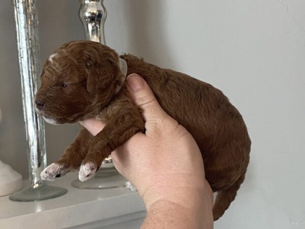Bentley - Micro Goldendoodle Boy - Image 17