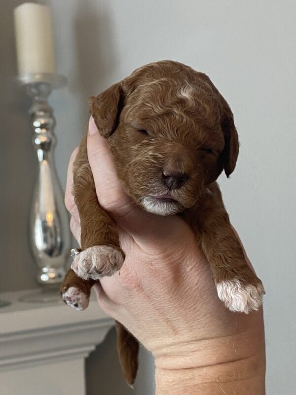 Bentley - Micro Goldendoodle Boy - Image 18