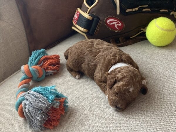 Bentley - Micro Goldendoodle Boy - Image 20