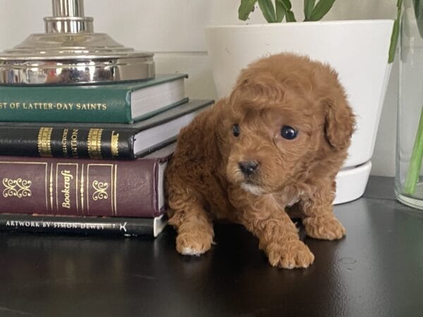 Bert - Micro Goldendoodle Boy - Image 21