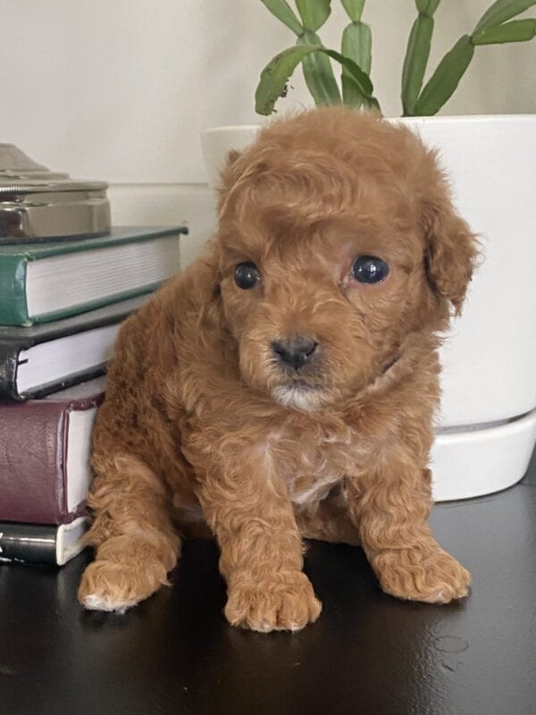 Bert - Micro Goldendoodle Boy - Image 18