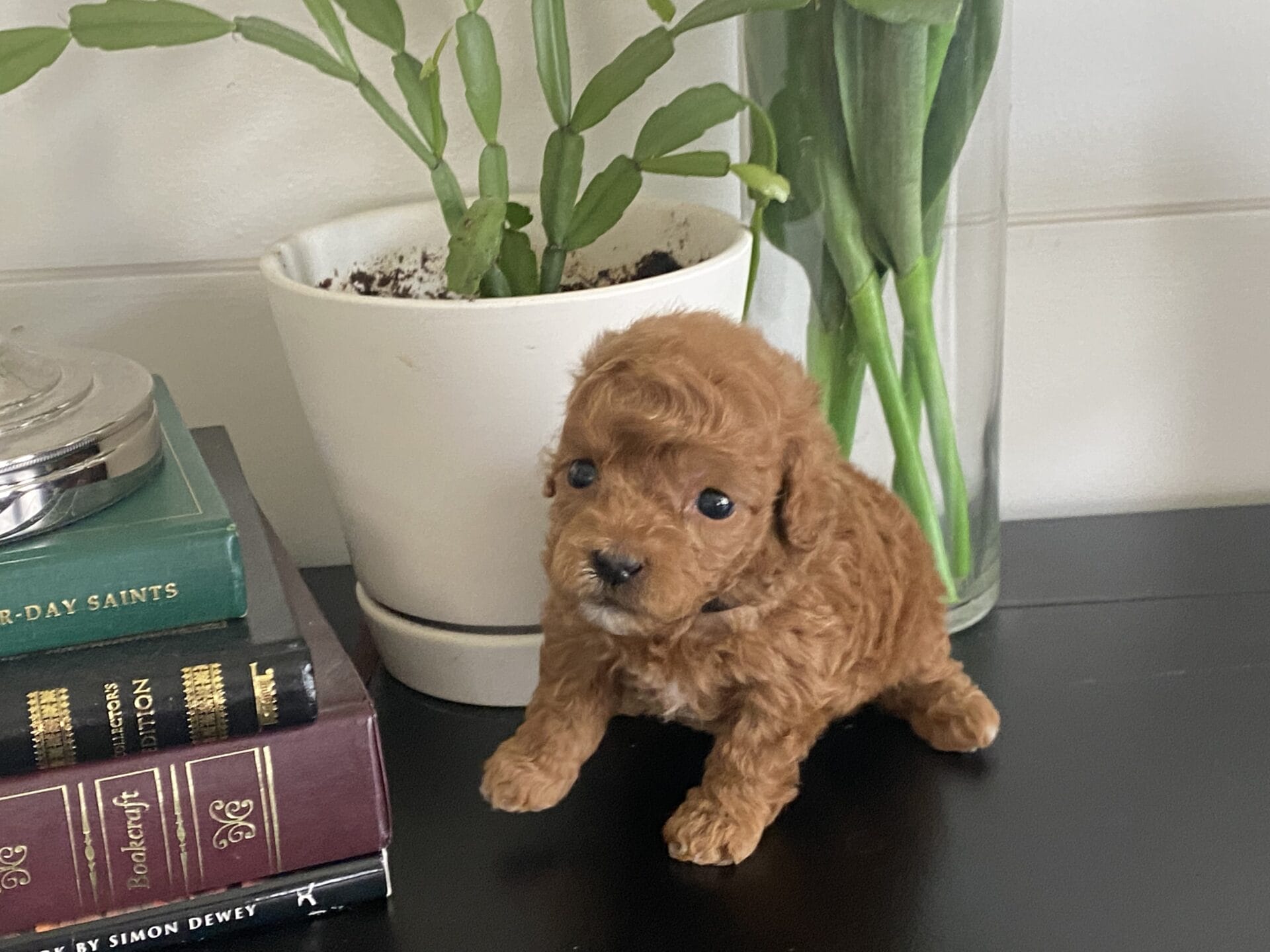 Bert - Micro Goldendoodle Boy - Image 19