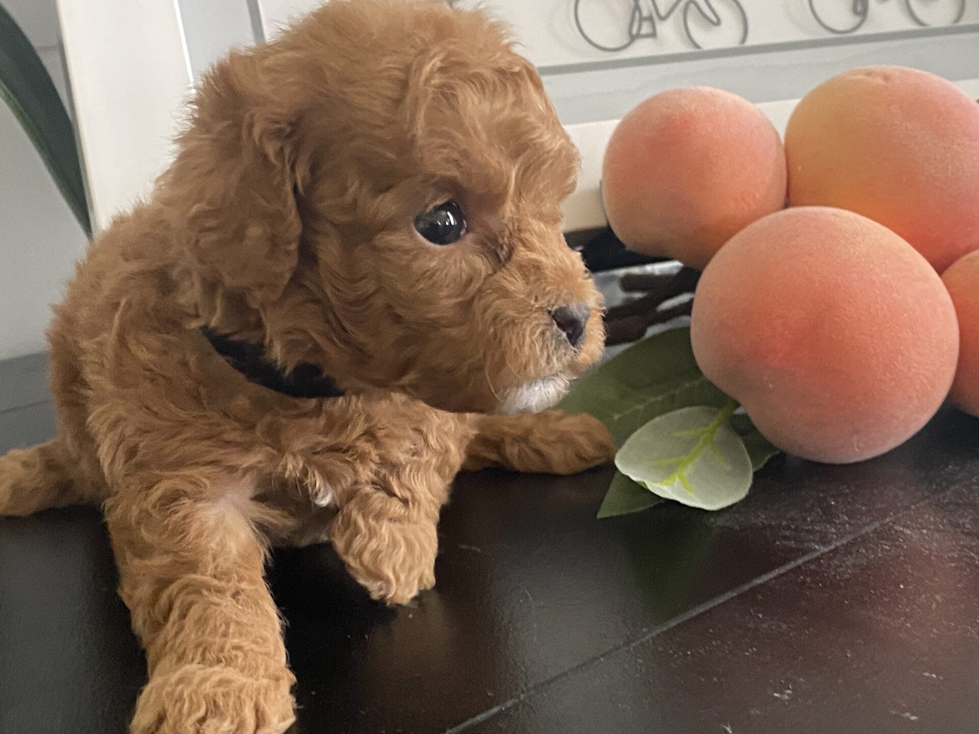 Bert - Micro Goldendoodle Boy - Image 20