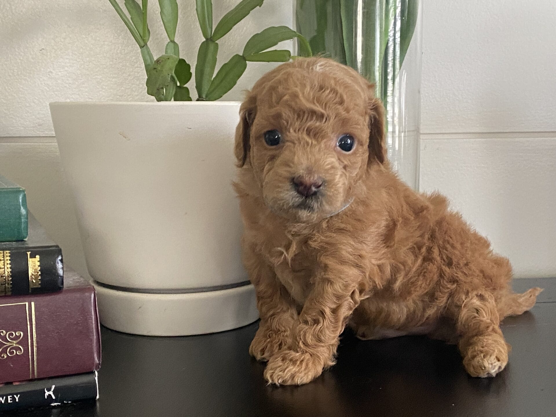 Ernie - Micro Goldendoodle Boy - Image 19