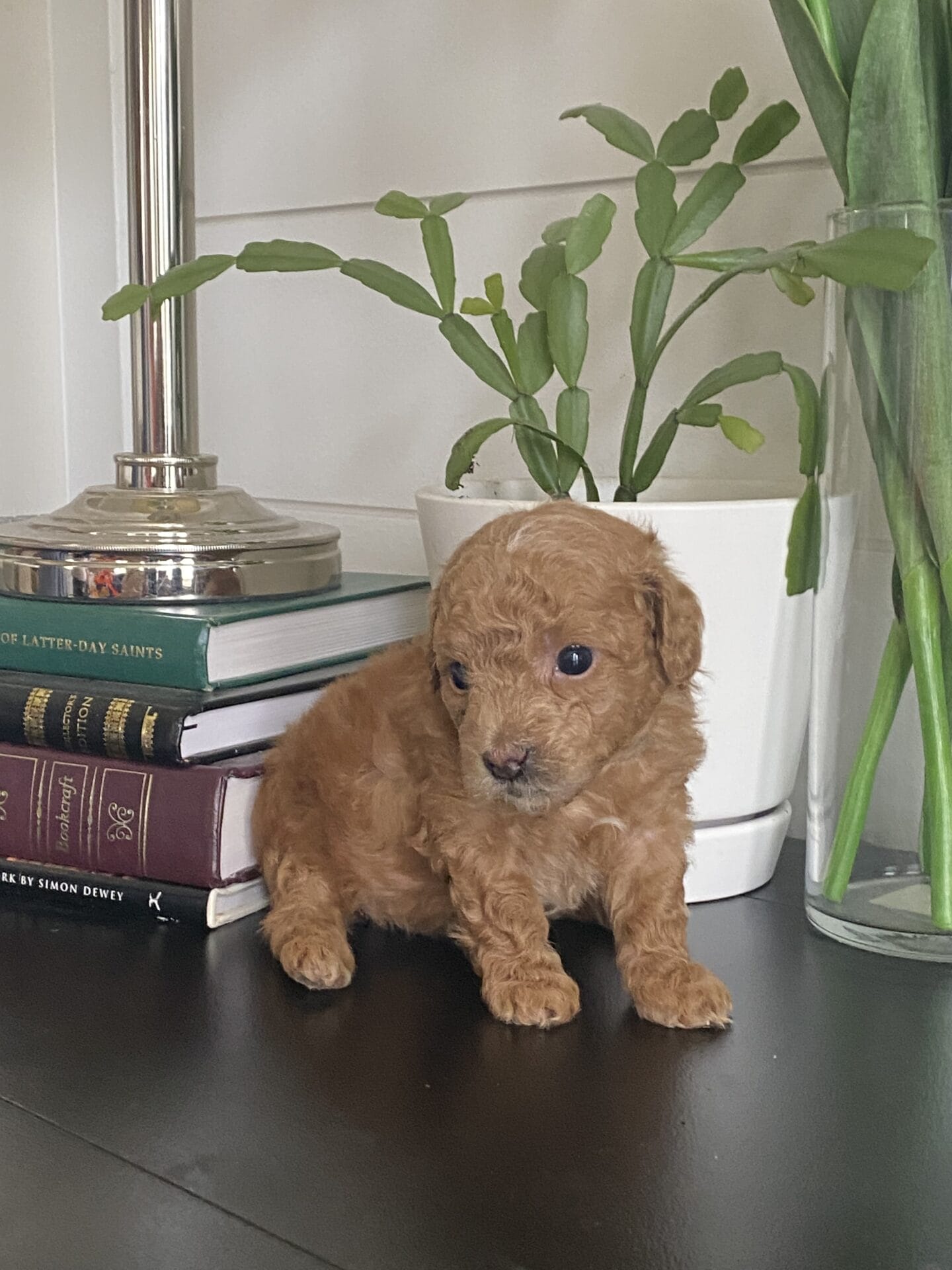 Ernie - Micro Goldendoodle Boy - Image 21