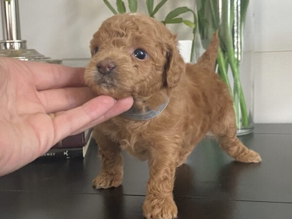 Ernie - Micro Goldendoodle Boy