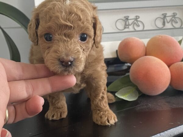 Ernie - Micro Goldendoodle Boy - Image 20