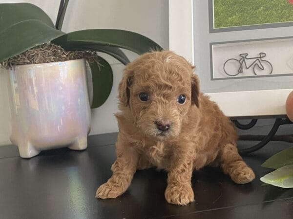 Ernie - Micro Goldendoodle Boy - Image 18