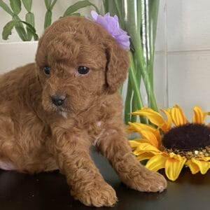 Zoe - Toy Goldendoodle Girl
