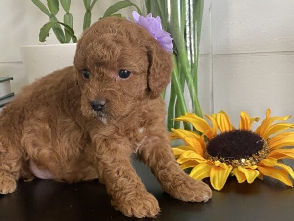Zoe - Toy Goldendoodle Girl