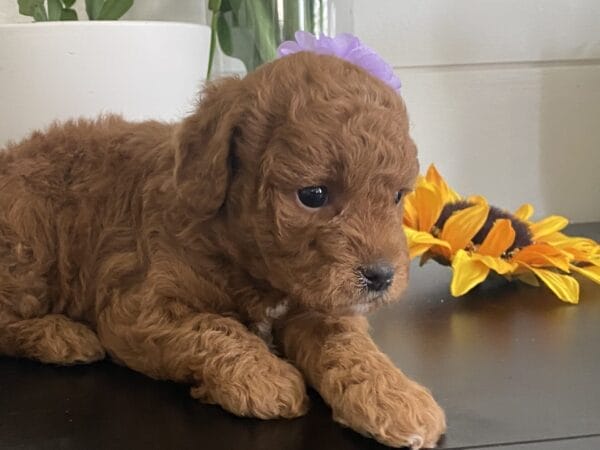 Zoe - Toy Goldendoodle Girl - Image 25