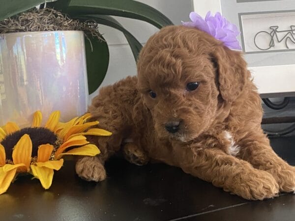 Zoe - Toy Goldendoodle Girl - Image 27