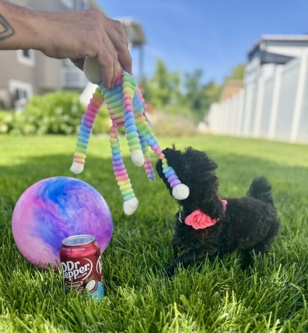 Daisy - Micro Labradoodle Girl - Image 25