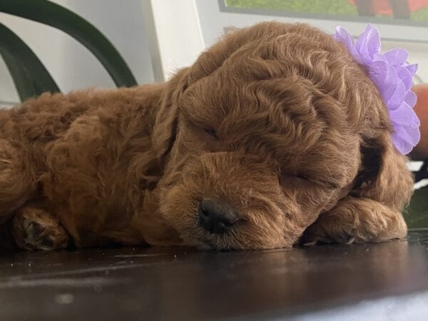 Zoe - Toy Goldendoodle Girl - Image 28