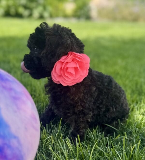 Daisy - Micro Labradoodle Girl - Image 26