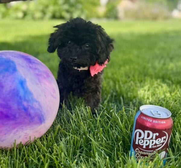 Daisy - Micro Labradoodle Girl - Image 27