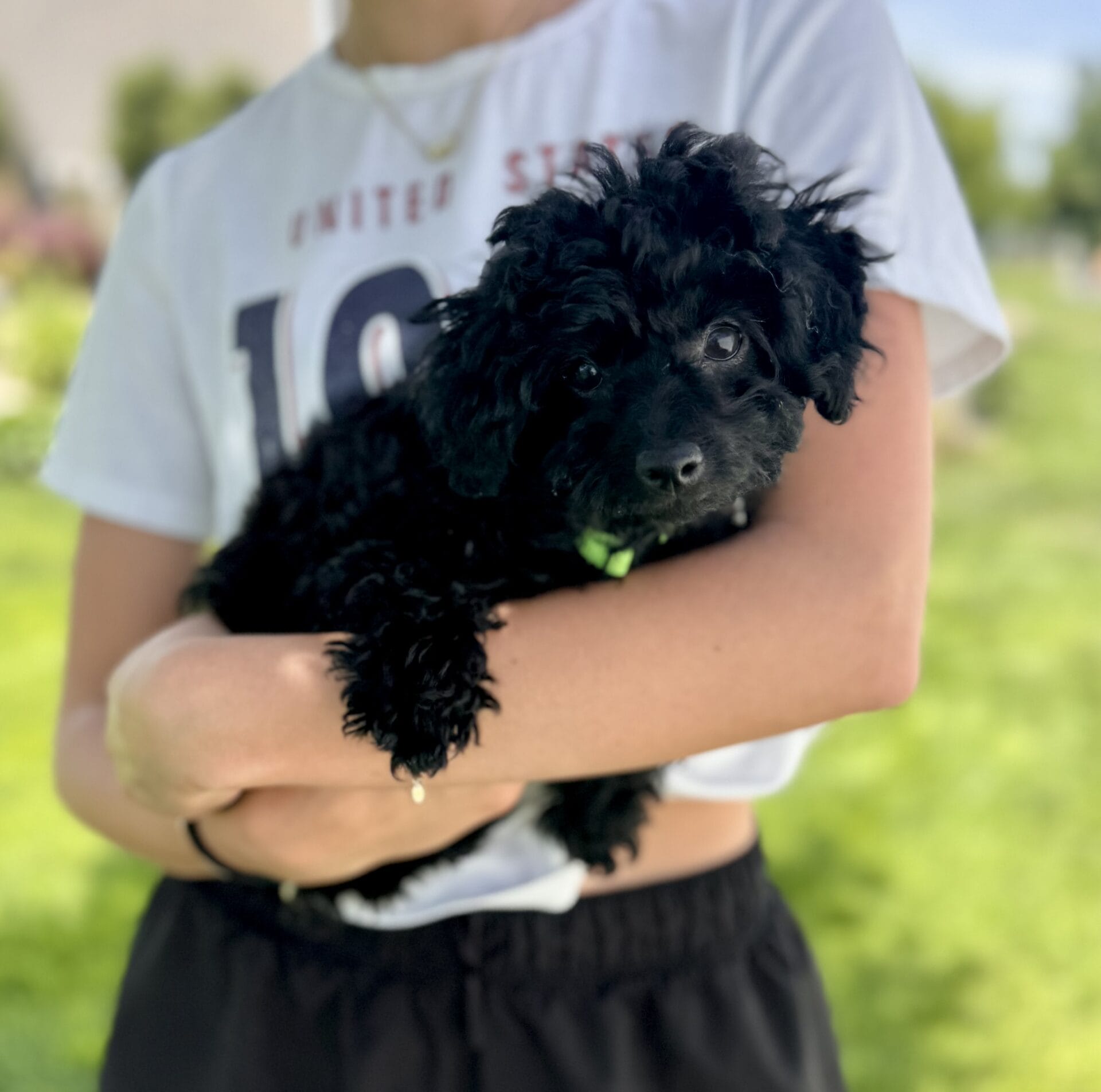 Hopper - Micro Labradoodle Boy - Image 28