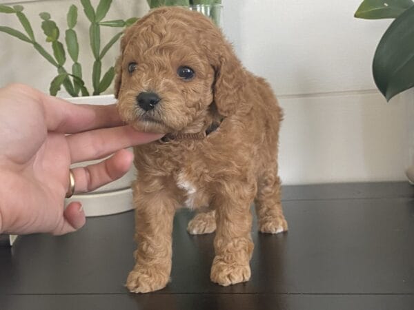 Snuffy - Toy Goldendoodle Boy - Image 19