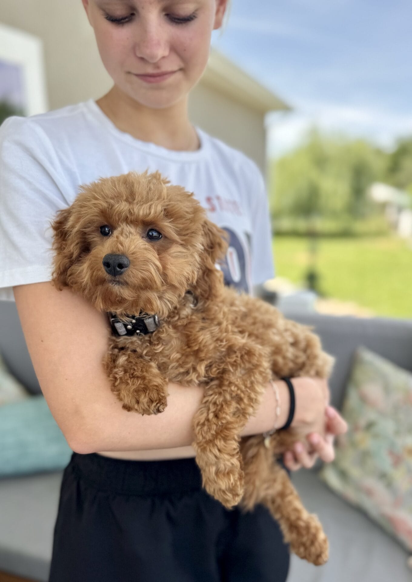 Forrest - Teacup Labradoodle Boy - Image 38