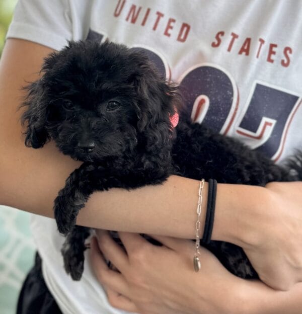 Daisy - Micro Labradoodle Girl - Image 28