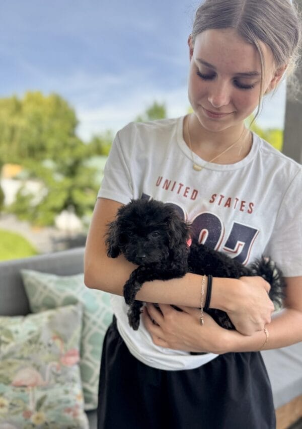 Daisy - Micro Labradoodle Girl - Image 29