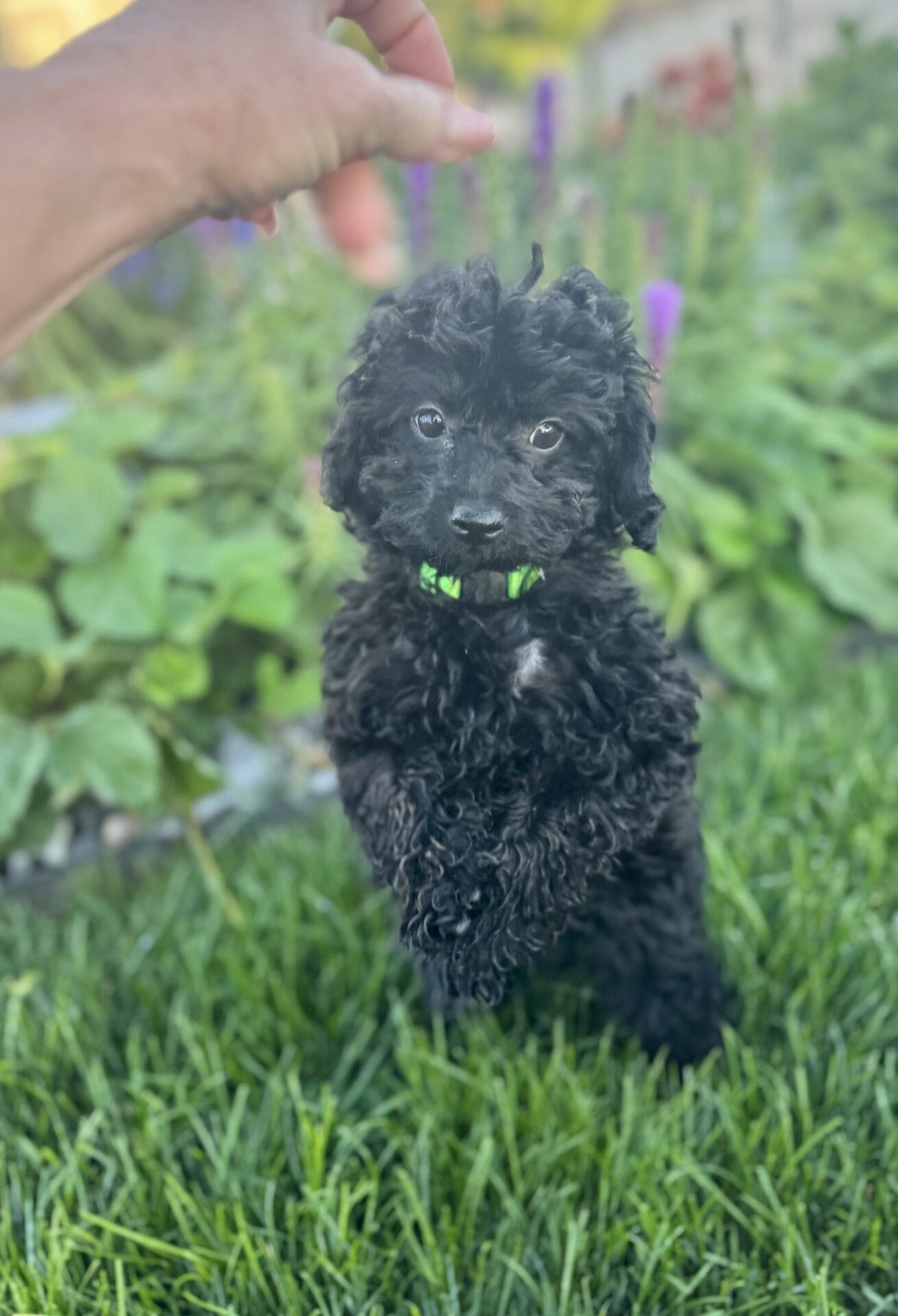 Hopper - Micro Labradoodle Boy - Image 29