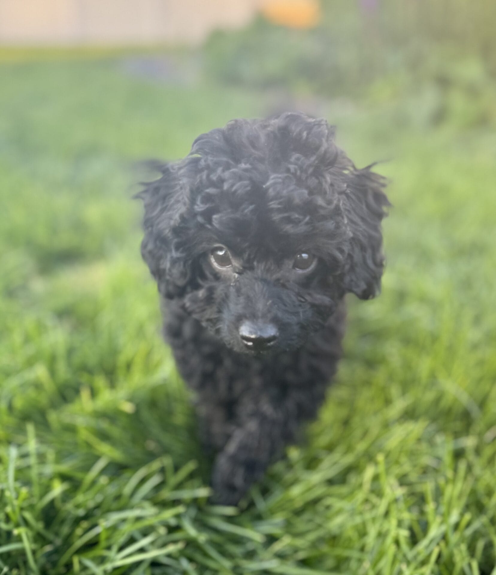 Hopper - Micro Labradoodle Boy - Image 30