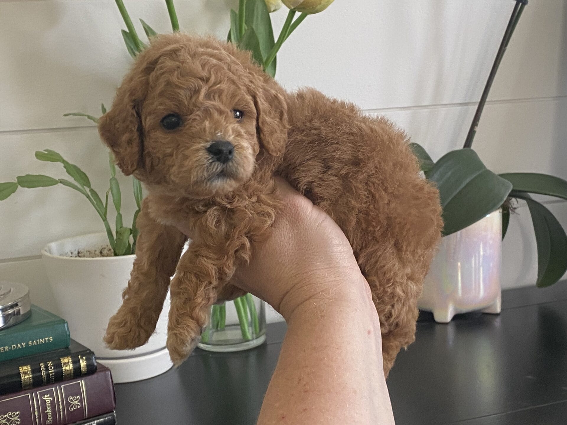 Snuffy - Teacup Goldendoodle Boy - Image 21