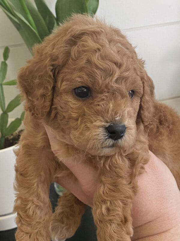 Snuffy - Toy Goldendoodle Boy - Image 18