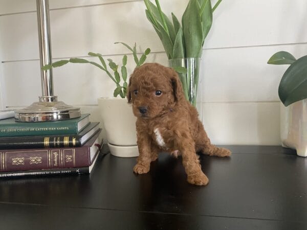 Barkley - Toy Goldendoodle Boy - Image 21