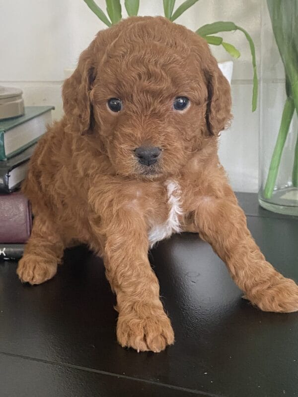 Barkley - Toy Goldendoodle Boy - Image 23