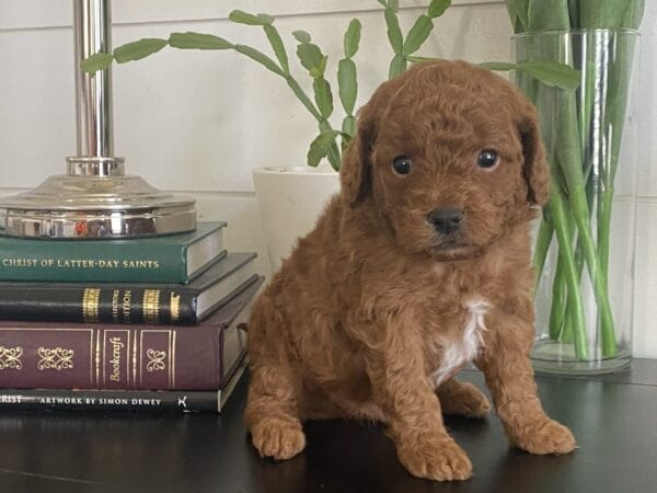 Barkley - Toy Goldendoodle Boy - Image 20