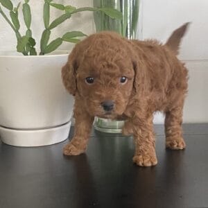 Barkley - Toy Goldendoodle Boy